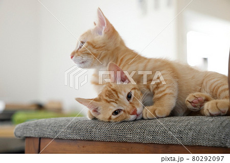 ねこちゃん親子の日常風景 80292097