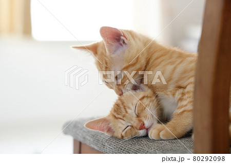 ねこちゃん親子の日常風景 80292098