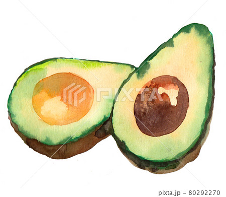 Tropical avocado fruit. Ink and watercolor drawing 80292270