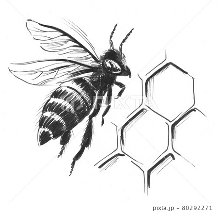 Flying honey bee and combs. Ink black and white drawing Flying honey bee and combs. Ink black and white drawing 80292271