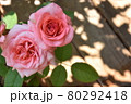 バラ 80292418