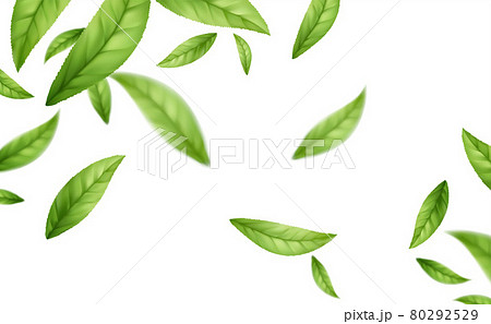 Realistic flying falling green tea leaves isolated on white background. Background with flying green spring leaves. Vector illustration Realistic flying falling green tea leaves isolated on white background. Background with flying green spring leaves. Vector illustration 80292529