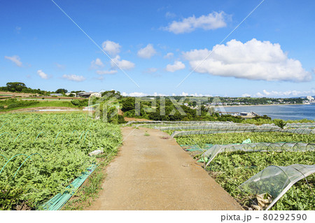 夏の畑　 80292590