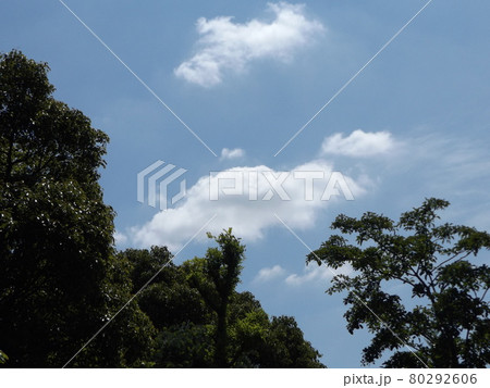 梅雨の晴れ間の青空と白い雲 梅雨の晴れ間の青空と白い雲 80292606