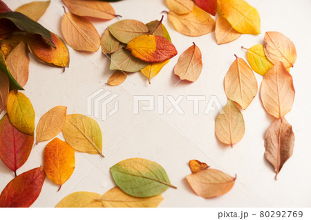 Frame of autumn leaves on a white wooden background, multicolored leaves and yellow leaf of oak Frame of autumn leaves on a white wooden background, multicolored leaves and yellow leaf of oak 80292769