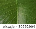 葉っぱのドアップ 80292904