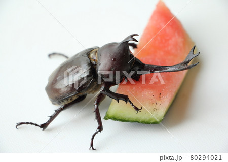 スイカを食べるカブト虫の写真素材 [80294021] - PIXTA