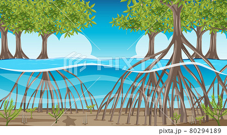 Nature scene with Mangrove forest at daytime in cartoon style 80294189