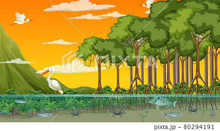 Animals live in Mangrove forest at sunset time scene 80294191