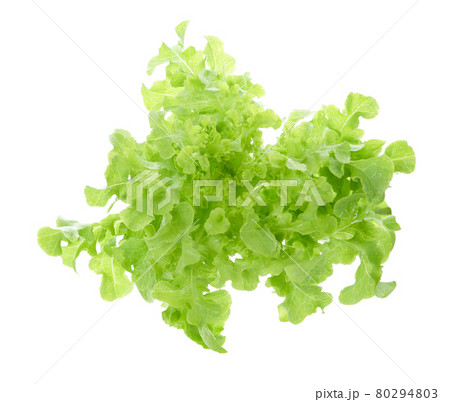 lettuce leaves isolated on white background 80294803