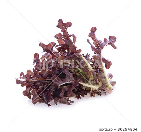 lettuce leaves isolated on white background lettuce leaves isolated on white background 80294804