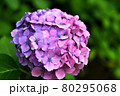 紫とピンクの紫陽花 80295068