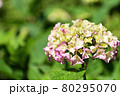 色付き始めた紫陽花 80295070