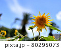 夏の空と向日葵 80295073