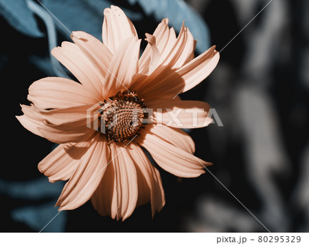 A single mountain arnica flower, close-up. Arnica is also known by the names mountain tobacco, leopard's bane and wolfsbane. A single mountain arnica flower, close-up. Arnica is also known by the names mountain tobacco, leopard's bane and wolfsbane. 80295329