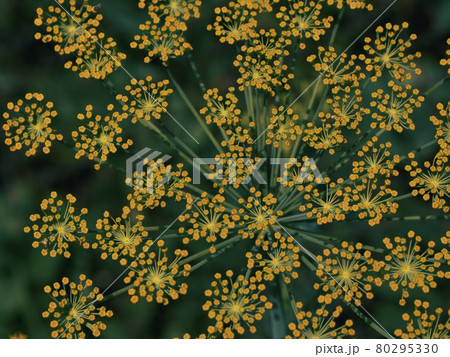 Dill (Anethum graveolens) is an annual herb in the celery family Apiaceae. It is the only species in the genus Anethum. Dill flowers, close-up. Dill (Anethum graveolens) is an annual herb in the celery family Apiaceae. It is the only species in the genus Anethum. Dill flowers, close-up. 80295330