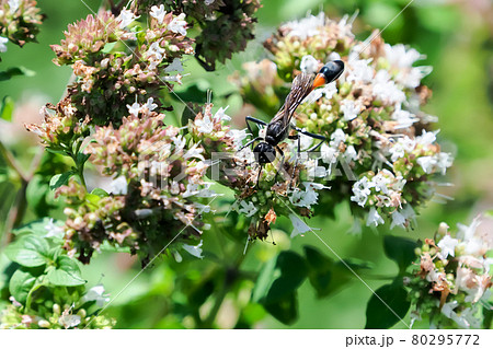 ジガバチ 80295772