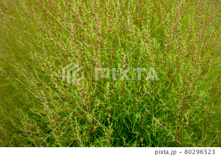 アイコン自動整列の背景壁紙 80296523