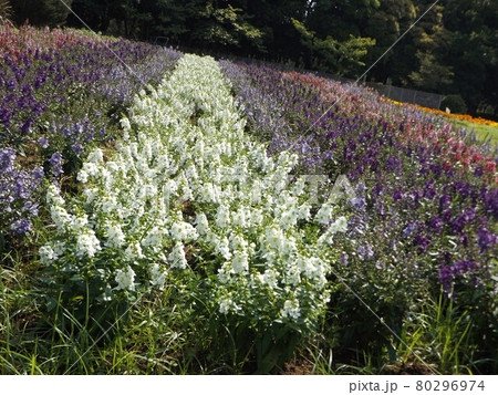 アンゲロニアの白色と青色と紫色の花 80296974