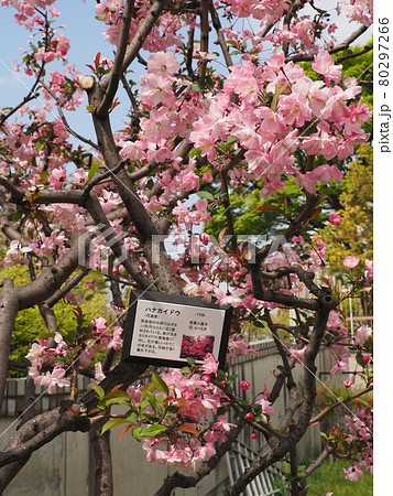 荒川区町屋まちなみと桜 荒川区町屋まちなみと桜 80297266