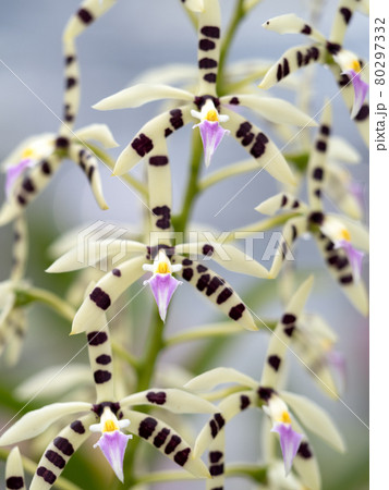 洋ラン　エピデンドルム・プリスマトカルプム 80297332