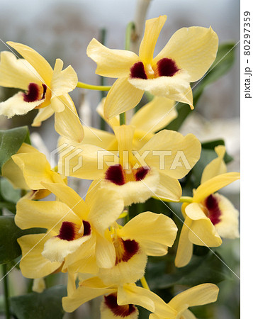 デンドロビウム　ガットンサンレイ 80297359