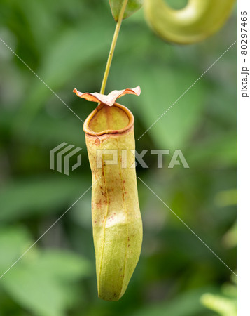 ウツボカズラ ウツボカズラ 80297466
