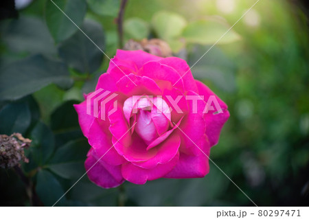Rose flower on a green blurred background. 80297471