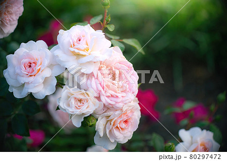 Blooming white rose in spring garden 80297472