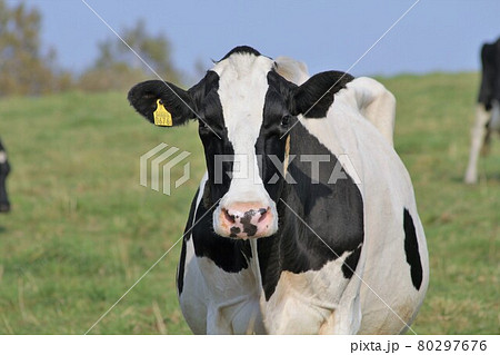 牧場の風景・ホルスタイン牛 80297676