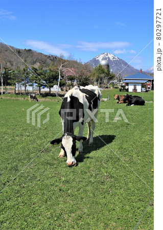 牧場の風景・ホルスタイン牛 牧場の風景・ホルスタイン牛 80297721