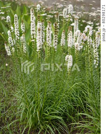 リアトリス・スピカータ アルバ  80298171