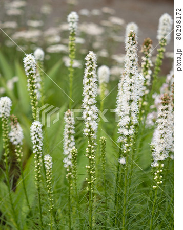 リアトリス・スピカータ アルバ  リアトリス・スピカータ アルバ  80298172