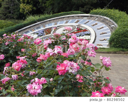 稲毛海浜公園の日時計前の桃色のバラの花 80298502