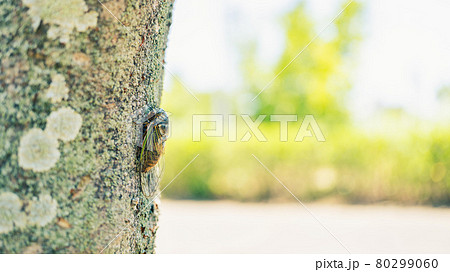 【夏】クマゼミが木に止まっている風景 80299060