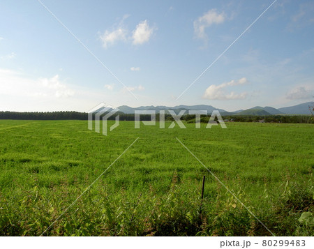 牧草地/北海道 牧草地/北海道 80299483