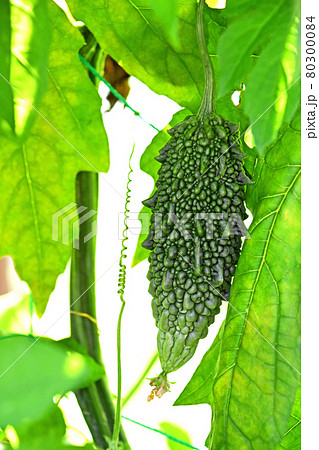 実り出した家庭菜園のアバシゴーヤ 80300084