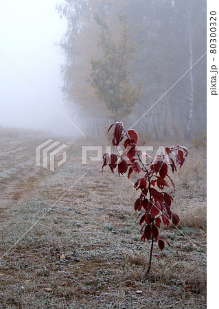 Still life stock photography Still life stock photography 80300320