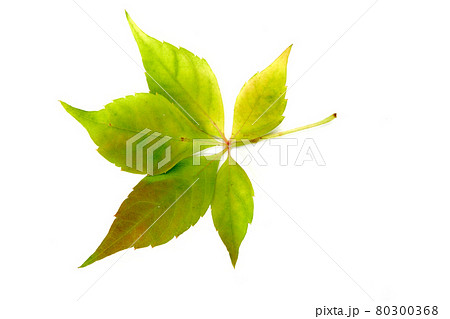 Still life stock photography 80300368