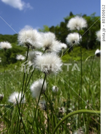 青空とワタスゲ 80300612