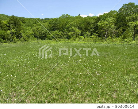 緑一面の湿原と青空 80300614