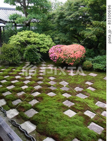 京都の庭園に咲くツツジ 京都の庭園に咲くツツジ 80300696