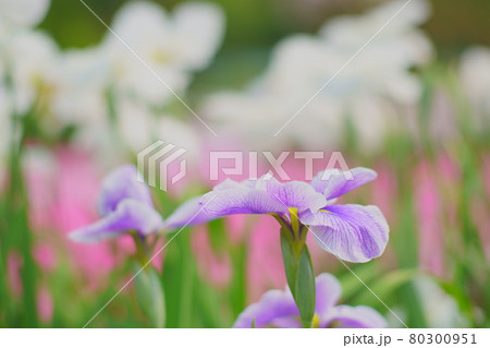 足利フラワーパーク 菖蒲 足利フラワーパーク 菖蒲 80300951