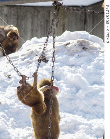【動物園】猿　さる　冬の動物園　仲良し　家族愛　岩手県　盛岡市 80301243