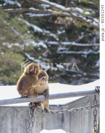【動物園】猿　さる　冬の動物園　仲良し　家族愛　岩手県　盛岡市 80301245