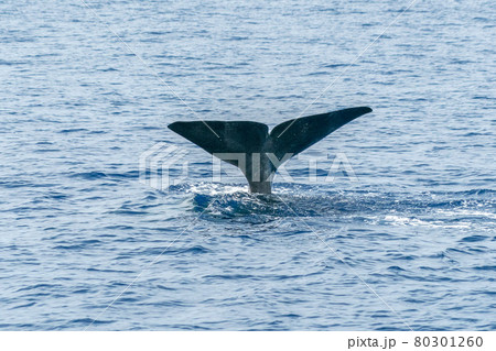 tail of Sperm Whale at sunset while diving 80301260