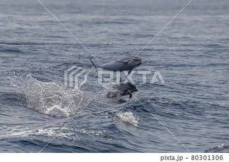 striped Dolphin while jumping in the deep blue sea striped Dolphin while jumping in the deep blue sea 80301306