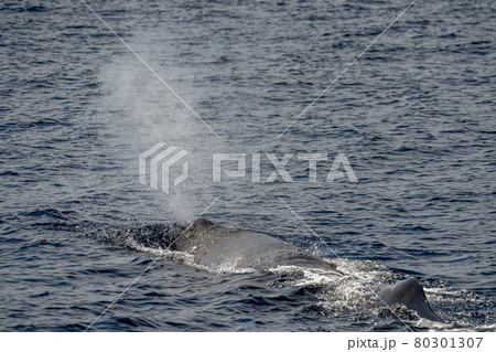 blow of Sperm Whale at sunset while blowing breath blow of Sperm Whale at sunset while blowing breath 80301307