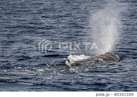 blow of Sperm Whale at sunset while blowing breath 80301309