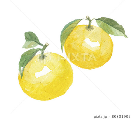 土佐小夏 2個 土佐小夏 2個 80301905